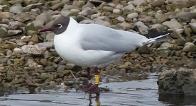 B H Gull- Moors - 03 04 24.JPG