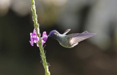 Violet-headed Hummingbird 001.jpg