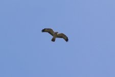 20240402 (4)_Buzzard.JPG