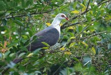 DSC03415 White-headed Pigeon @ Palm Grove bf.jpg