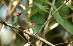 DSC03466 Red-browed Firetail @ Palm Grove bf.jpeg