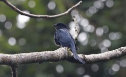 D033 Square-tailed Drongo Cuckoo 006.jpg