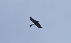 House Martin 02.jpg