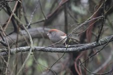 Ashy-throated Parrotbill it 1.jpg