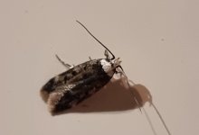 White-shouldered House Moth.jpg