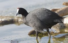 Red-knobbed Coot 004.jpg