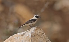 Western Black-eared Wheatear 001.jpg