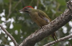 Levaillant's Woodpecker 009.jpg