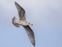 gull-001.jpg