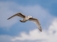 gull-002.jpg