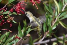 Anna's Hummingbird 2024-04-06.JPG