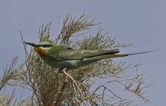 Blue-cheeked Bee-eater 008.jpg