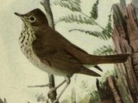 Hermit thrush.jpg