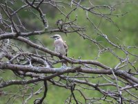 Long-tailed Mockingbird comp.jpeg