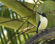 B&W Kingfisher_Halmahera_240617a.jpg