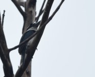 Sombre Kingfisher_Buli_220617a.jpg