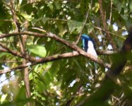 Biak Paradise Kingfisher_Biak_301217a.jpg