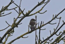 Pied Flycatcher 001.jpg