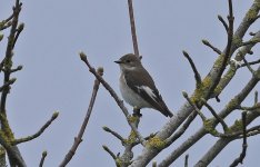 Pied Flycatcher 002.jpg