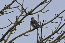 Pied Flycatcher 004.jpg