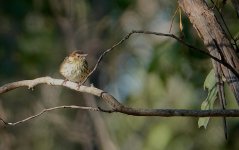 DSC03511 Speckled Warbler @ Wianamatta bf.jpg