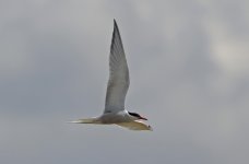 Common Tern 008.jpg