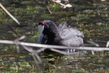 Red-knobbed Coot 008.jpg