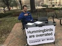 Hummingbirds suck.jpg