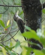 DSC03607 White-throated Treecreeper @ Mowbray Park bf.jpg