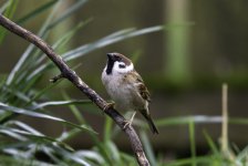20240409 - Tree Sparrow on a twig.jpg