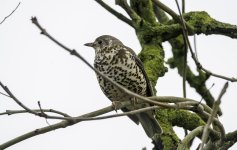 20240409 - Mistle Thrush in the tree.jpg