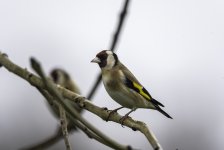 20240409 - Goldfinch and friend.jpg