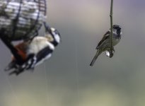 20240409 - Fed up House Sparrow.jpg