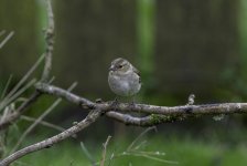 20240409 - Chaffinch female on a branch.jpg