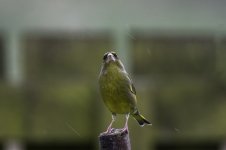 20240403 - Greenfinch stretching up.jpg