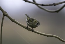 20240402 - Siskin female in the rain.jpg