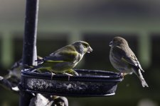 20240330 - Greenfinch pair on the feeder.jpg