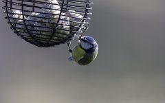 20240330 - Blue Tit hanging out.jpg