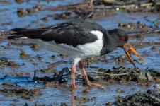 Oystercatcher-(17)-fbook.jpg