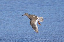 Redshank-(44)-fbook.jpg