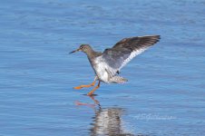 Redshank-(49)-fbook.jpg