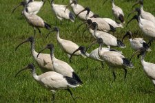 DSC03714 Australian Ibis @ Mowbray Park bf.jpg