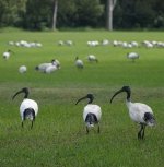 DSC03717 Australian Ibis @ Mowbray Park bf.jpg