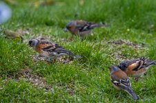 20240410 - Brambling pair visitors.jpg