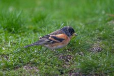 20240410 - Brambling male visitor.jpg