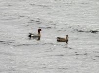 20240410 - Wigeon pair on Backwater.jpg