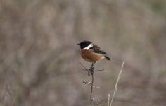 stonechat.JPG