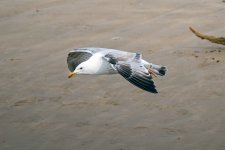 Herring-Gull-(32)-fbook.jpg