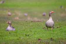 Greylag-(3)-fbook.jpg