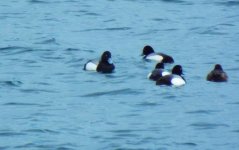 Scaup4.JPG